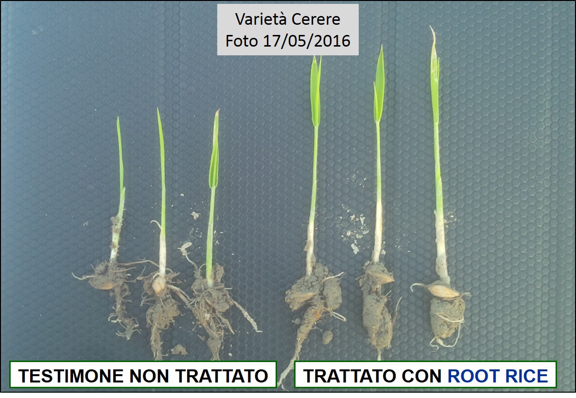 Comparazione delle piante di riso trattate con ROOT RICE e Testimone